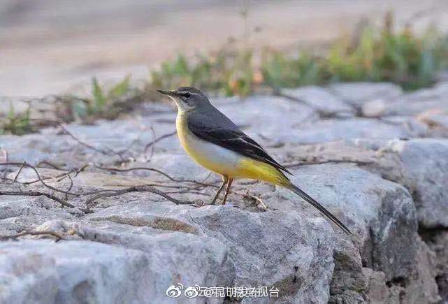 “昆明发布”微博