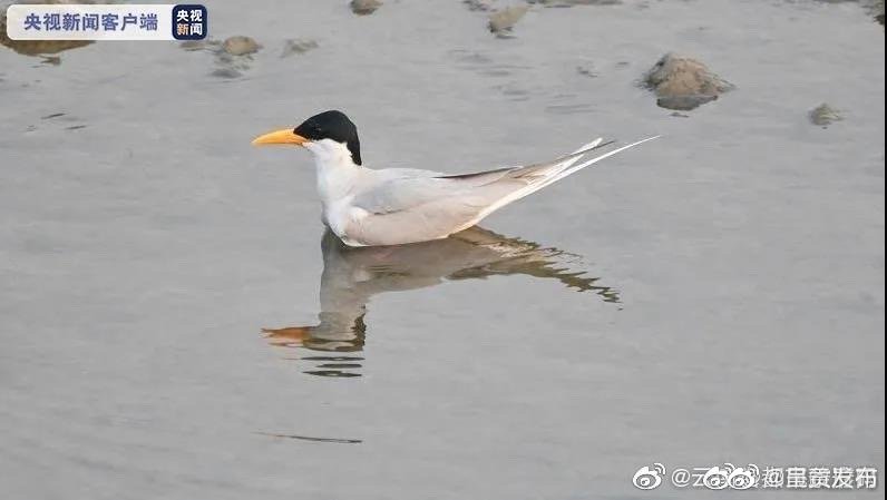德宏盈江3只极度濒危河燕鸥宝宝成功孵化