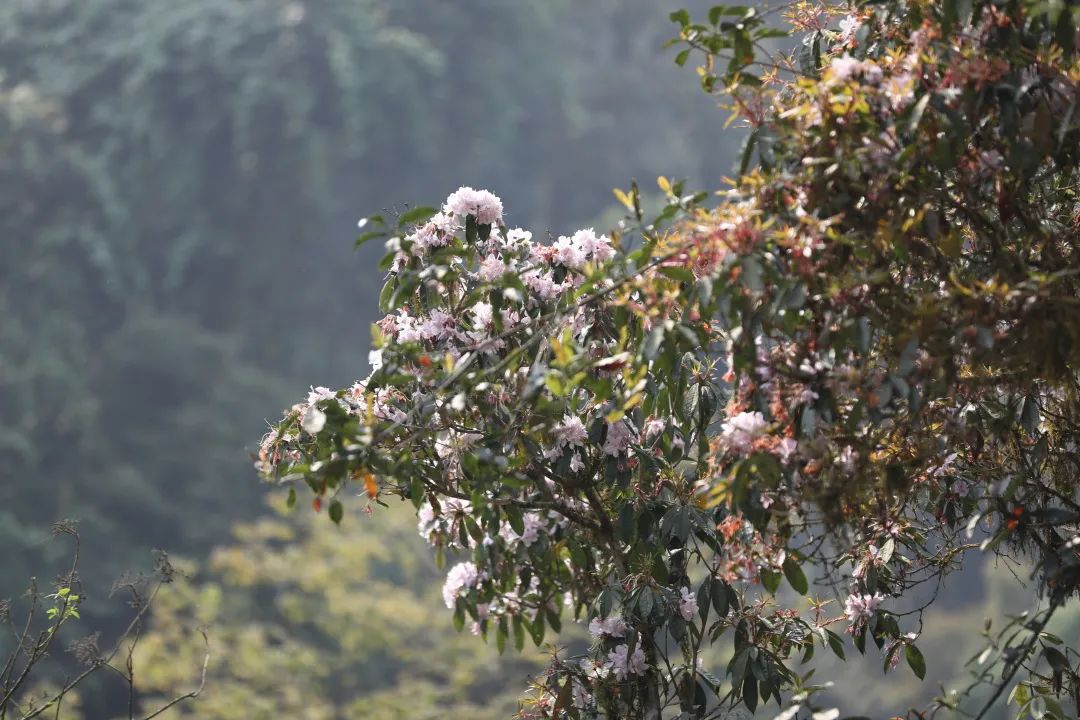 红河文旅(微信)