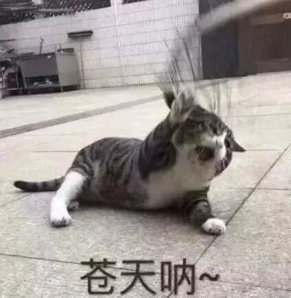 掌上春城(微信)