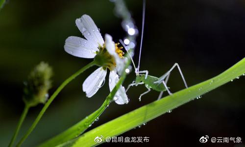 云南省未来24小时天气预报