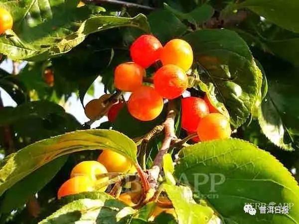普洱日报(微信)
