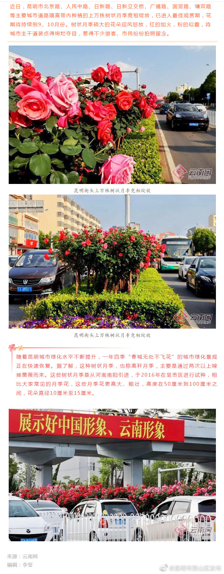 上万株树状月季绽放 陪你走花路