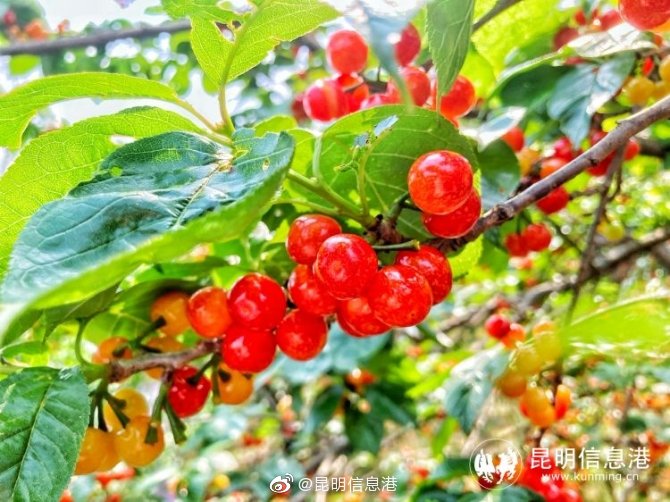 昆明信息港微博
