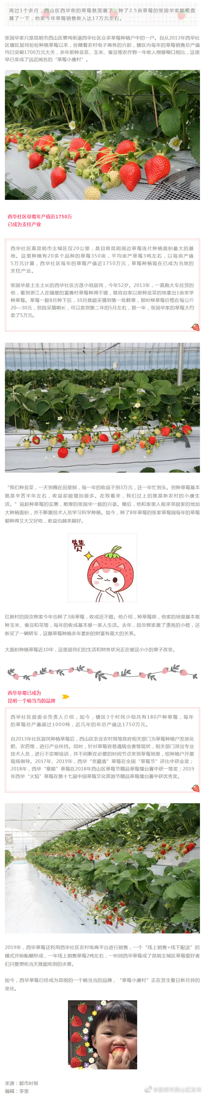 草莓铺就“香甜”致富路 西华街农户买轿车盖洋楼