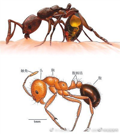 红火蚁位列全球百种最危险入侵物种