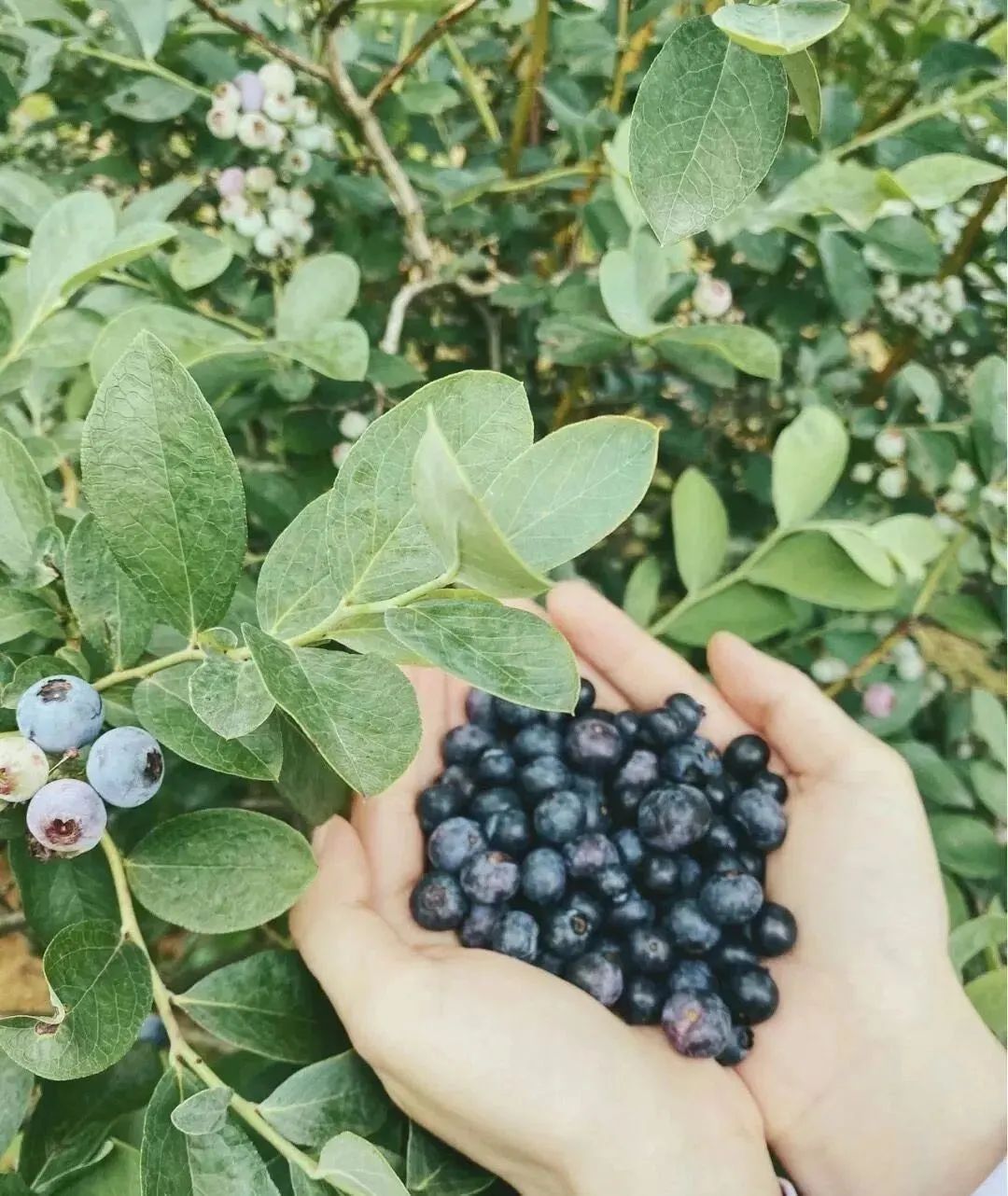 云南政协报(微信)