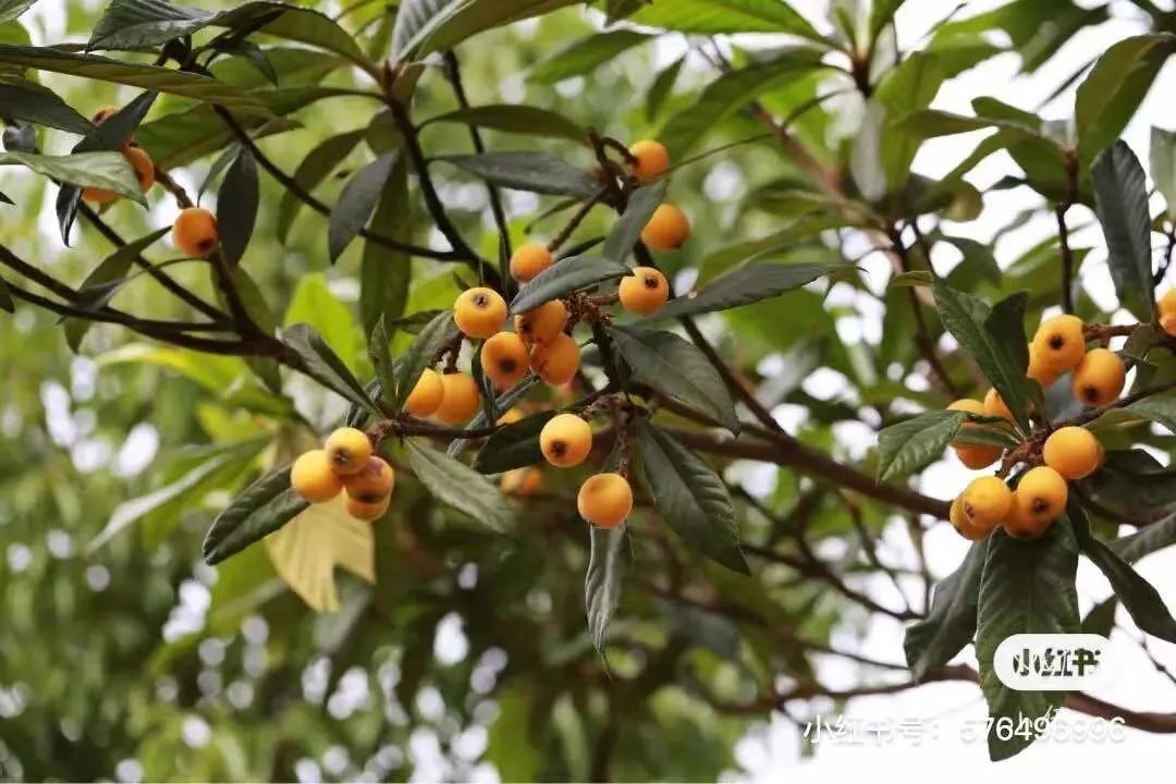 云南政协报(微信)