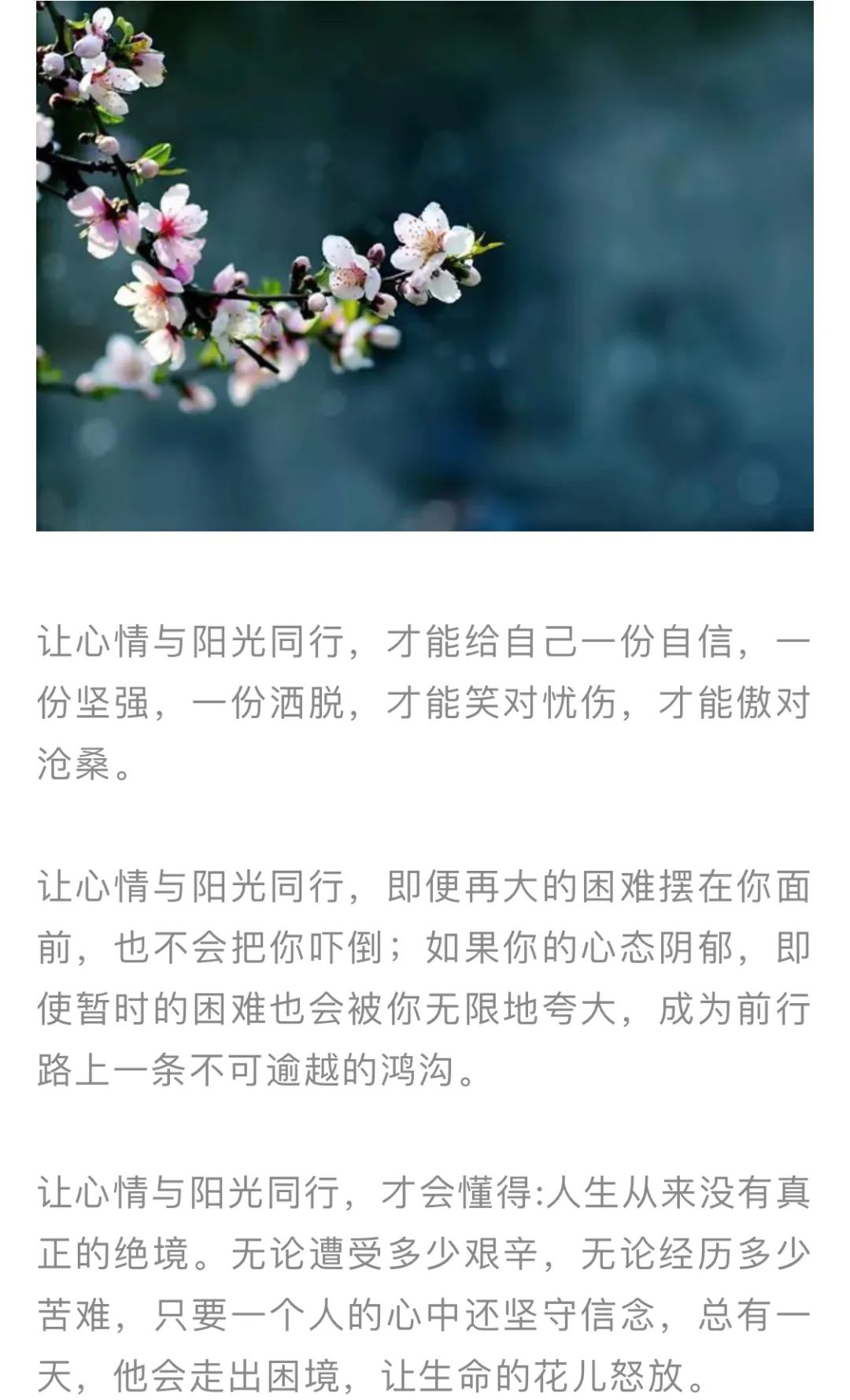 红色扎西(微信)