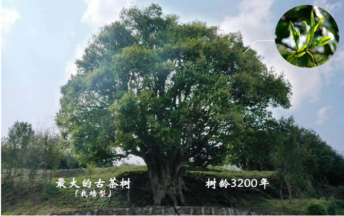 掌上春城(微信)