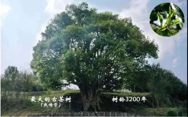 春城晚报(微信)