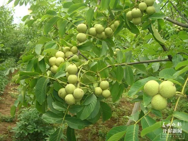 春城晚报(微信)