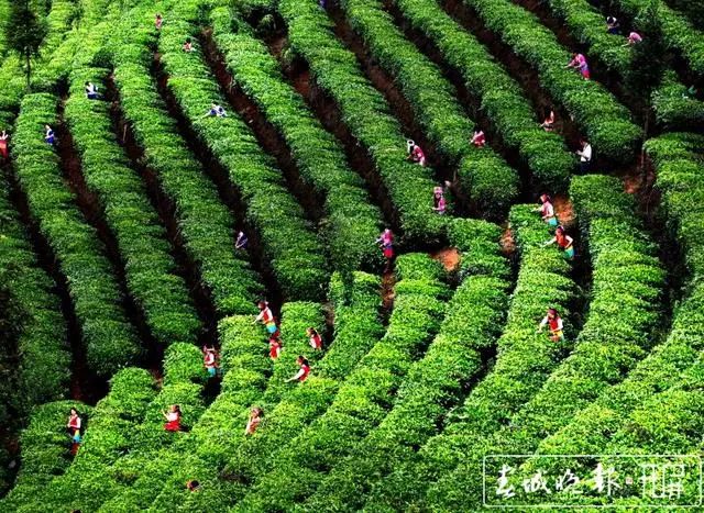 春城晚报(微信)