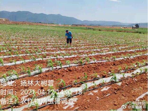 嵩明县农业农村局积极做好农作物病虫害调查