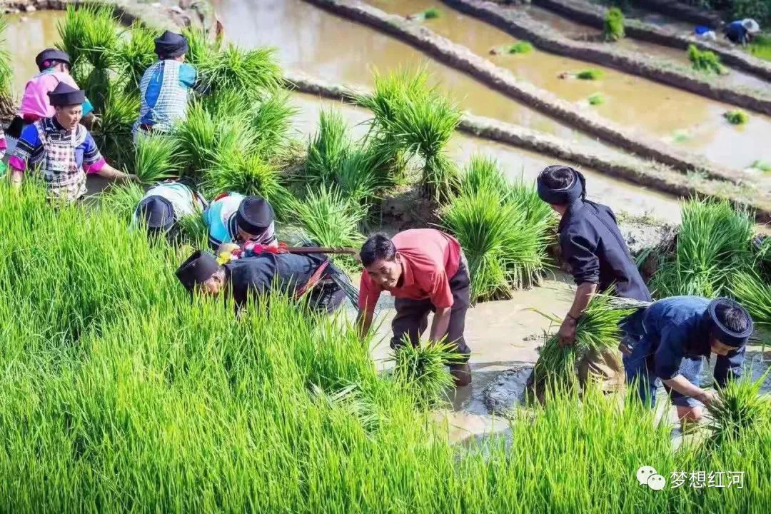 红河日报(微信)