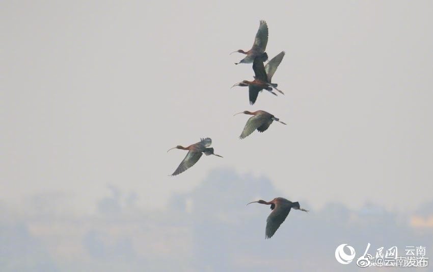 “云南发布”微博