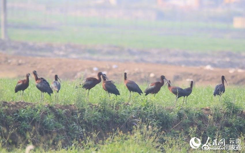 “云南发布”微博