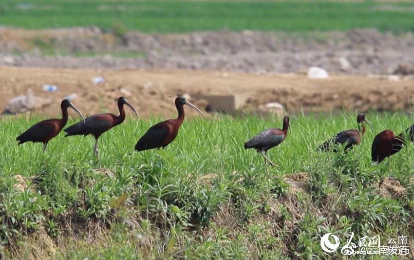 “云南发布”微博