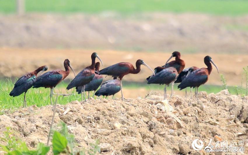 “云南发布”微博