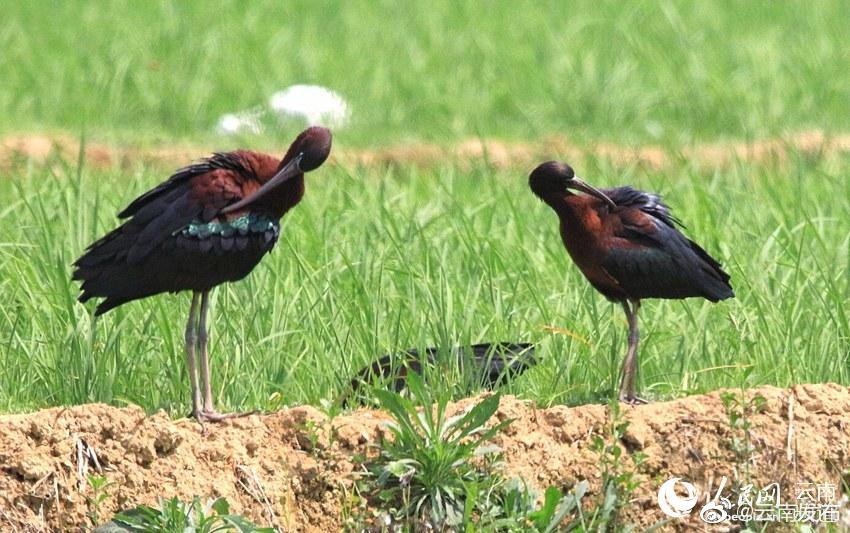 “云南发布”微博