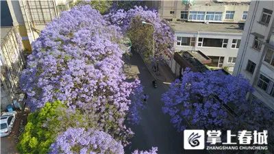 掌上春城(微信)