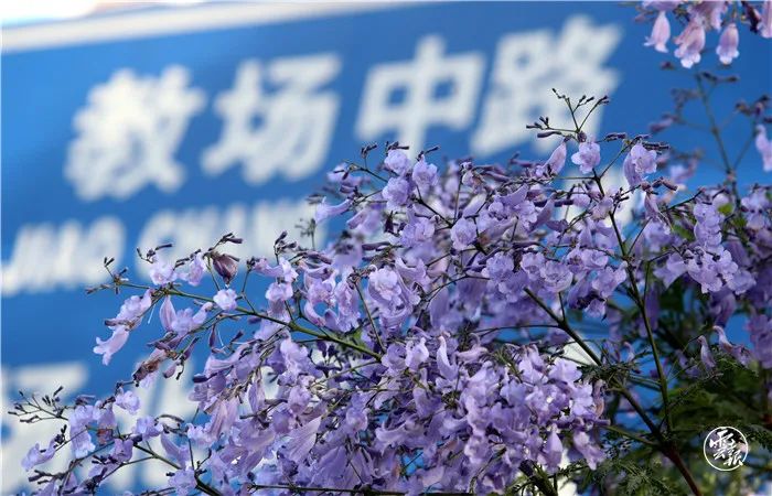 掌上春城(微信)
