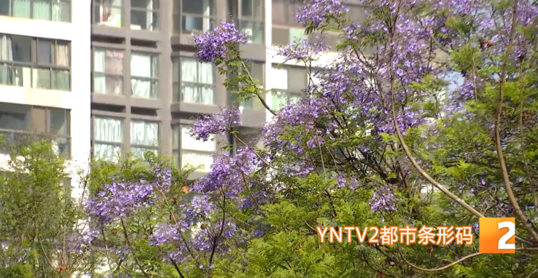 掌上春城(微信)