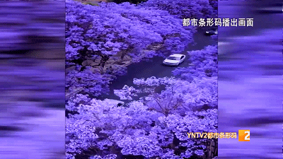 掌上春城(微信)