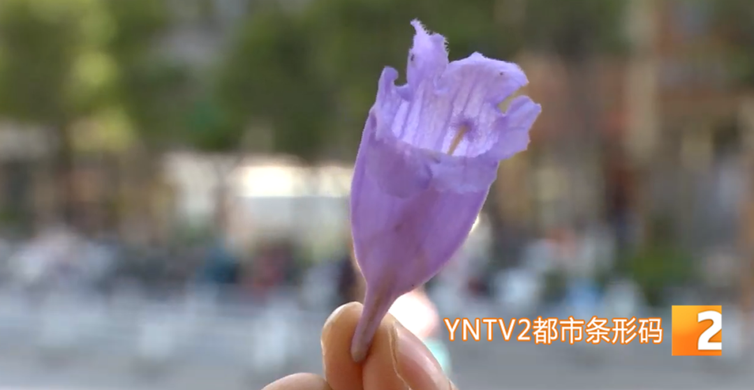 掌上春城(微信)