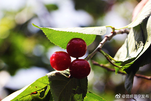 “昆明晋宁发布”微博