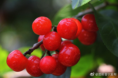 “昆明晋宁发布”微博