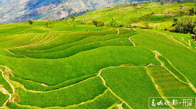 春城晚报(微信)