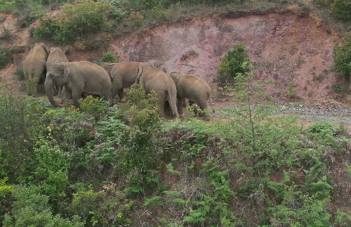 17头亚洲象从普洱逛吃逛吃到玉溪，网友：它们要来昆明参加COP15