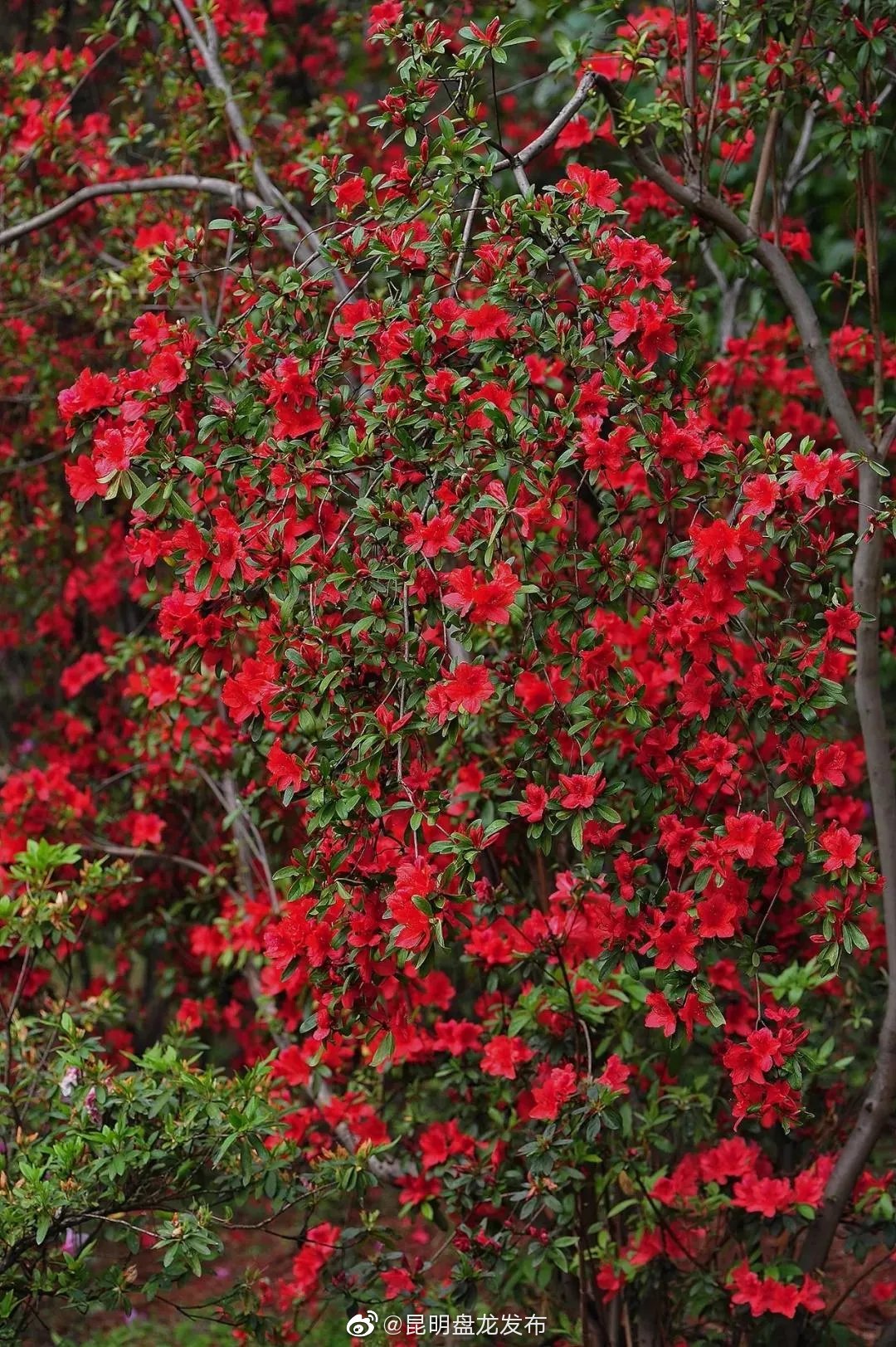 “昆明盘龙发布”微博