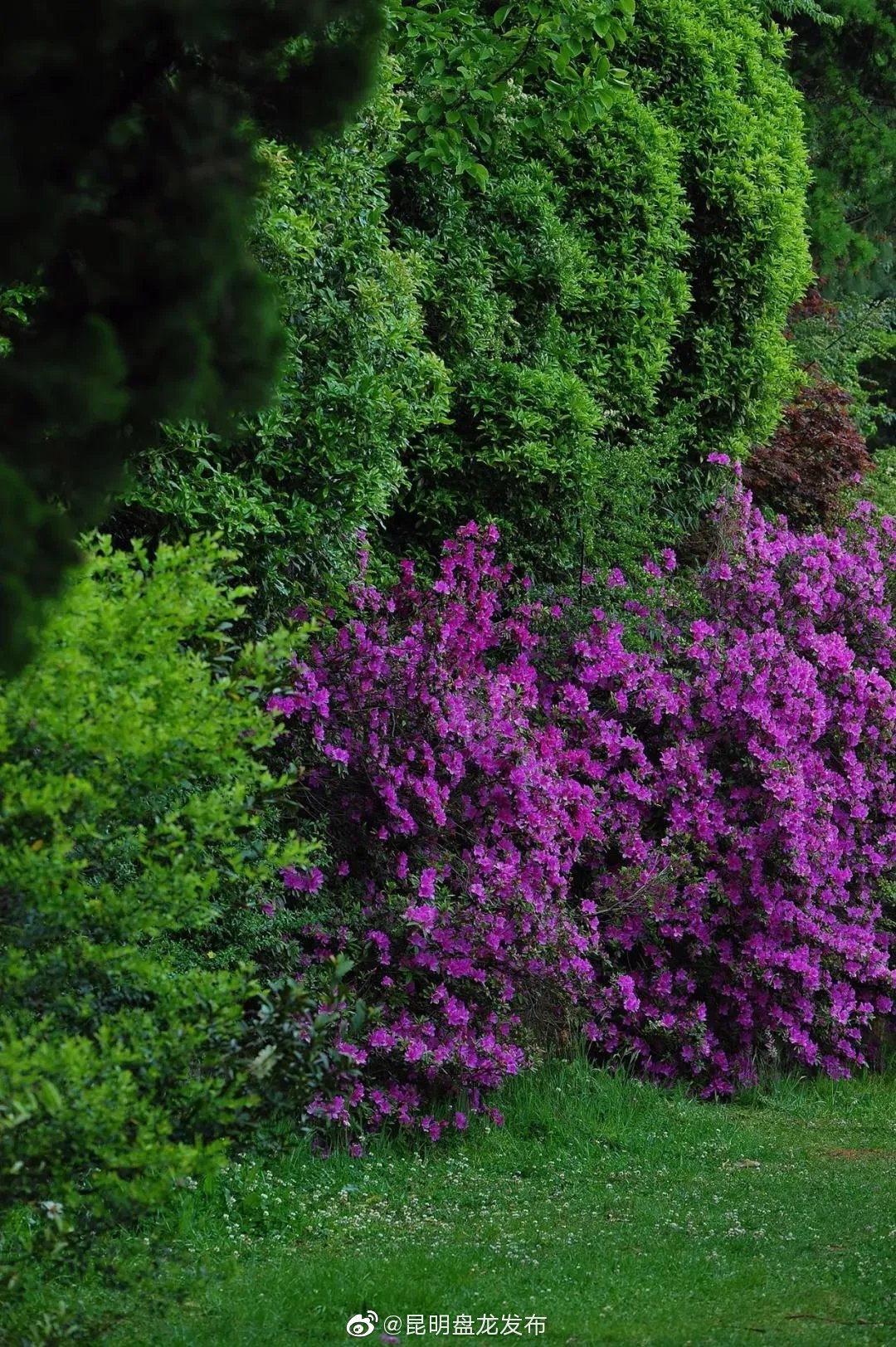 “昆明盘龙发布”微博