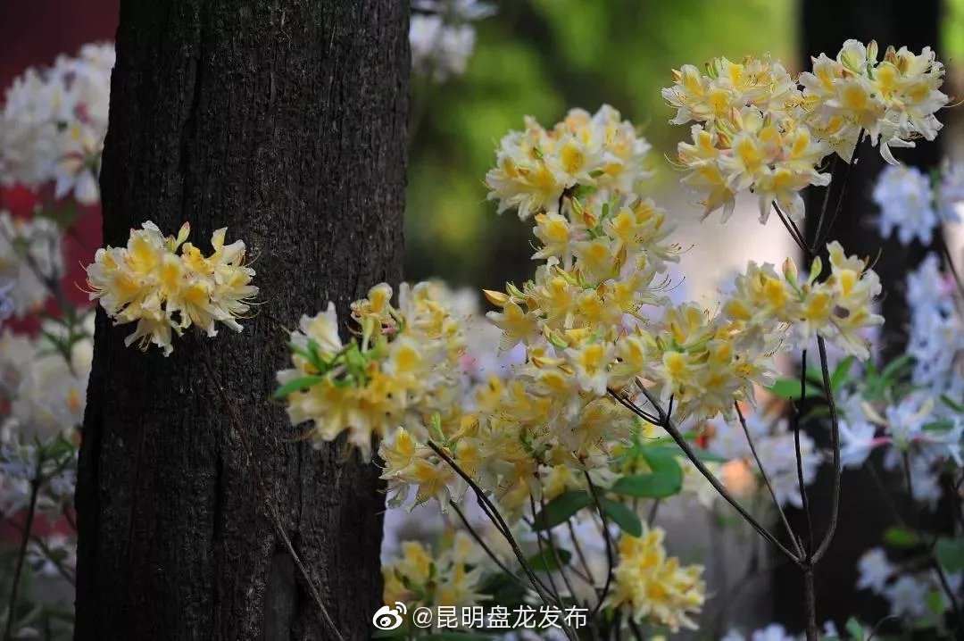 “昆明盘龙发布”微博