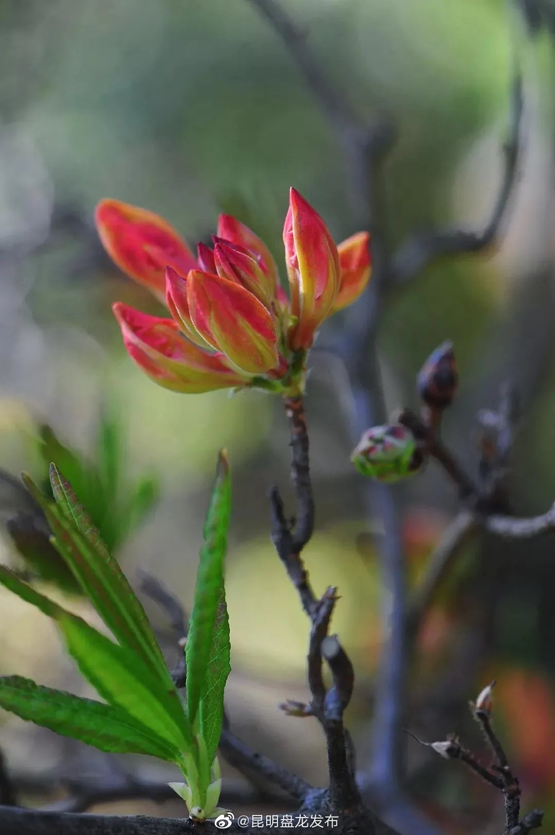 “昆明盘龙发布”微博