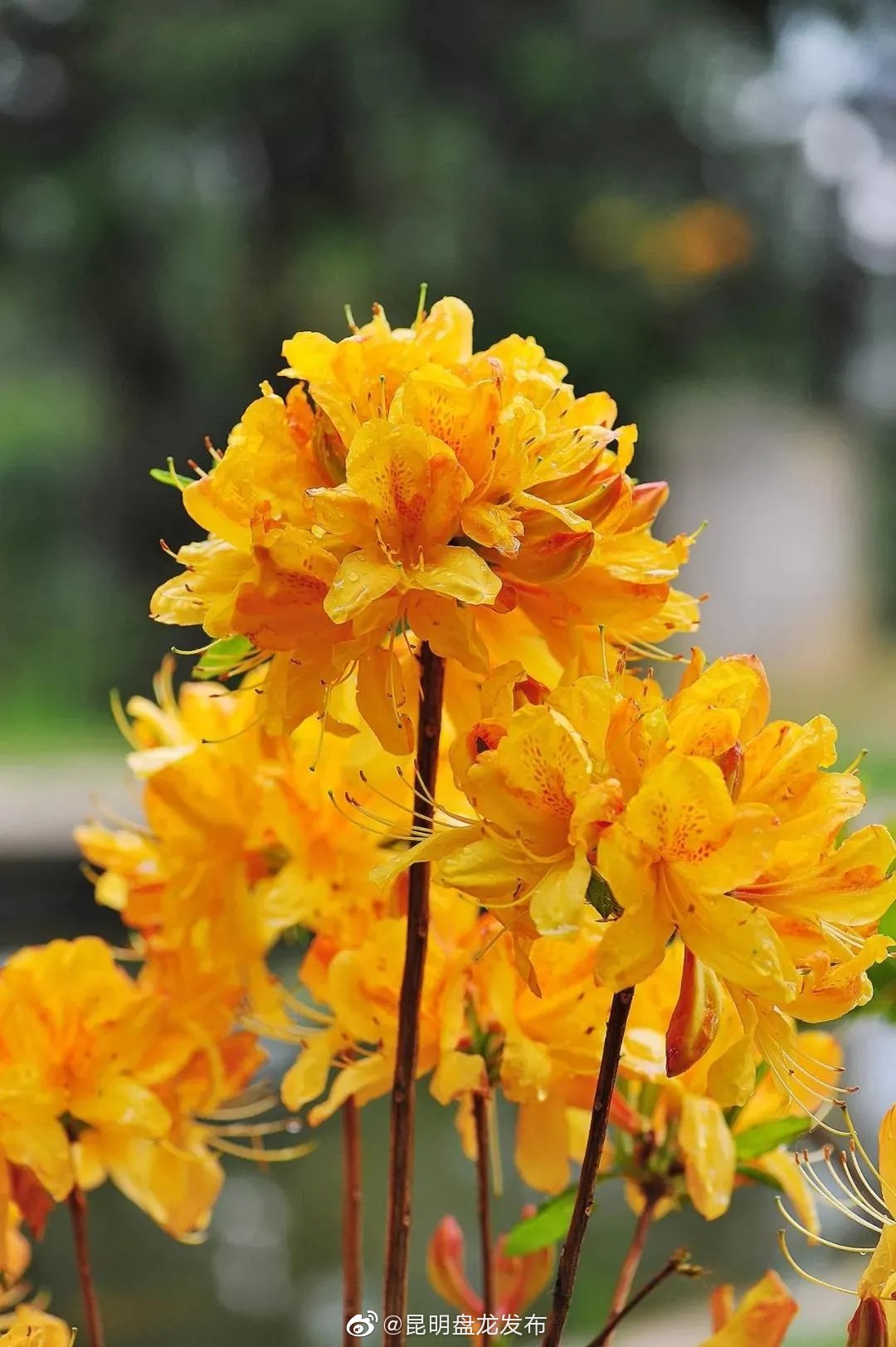 “昆明盘龙发布”微博