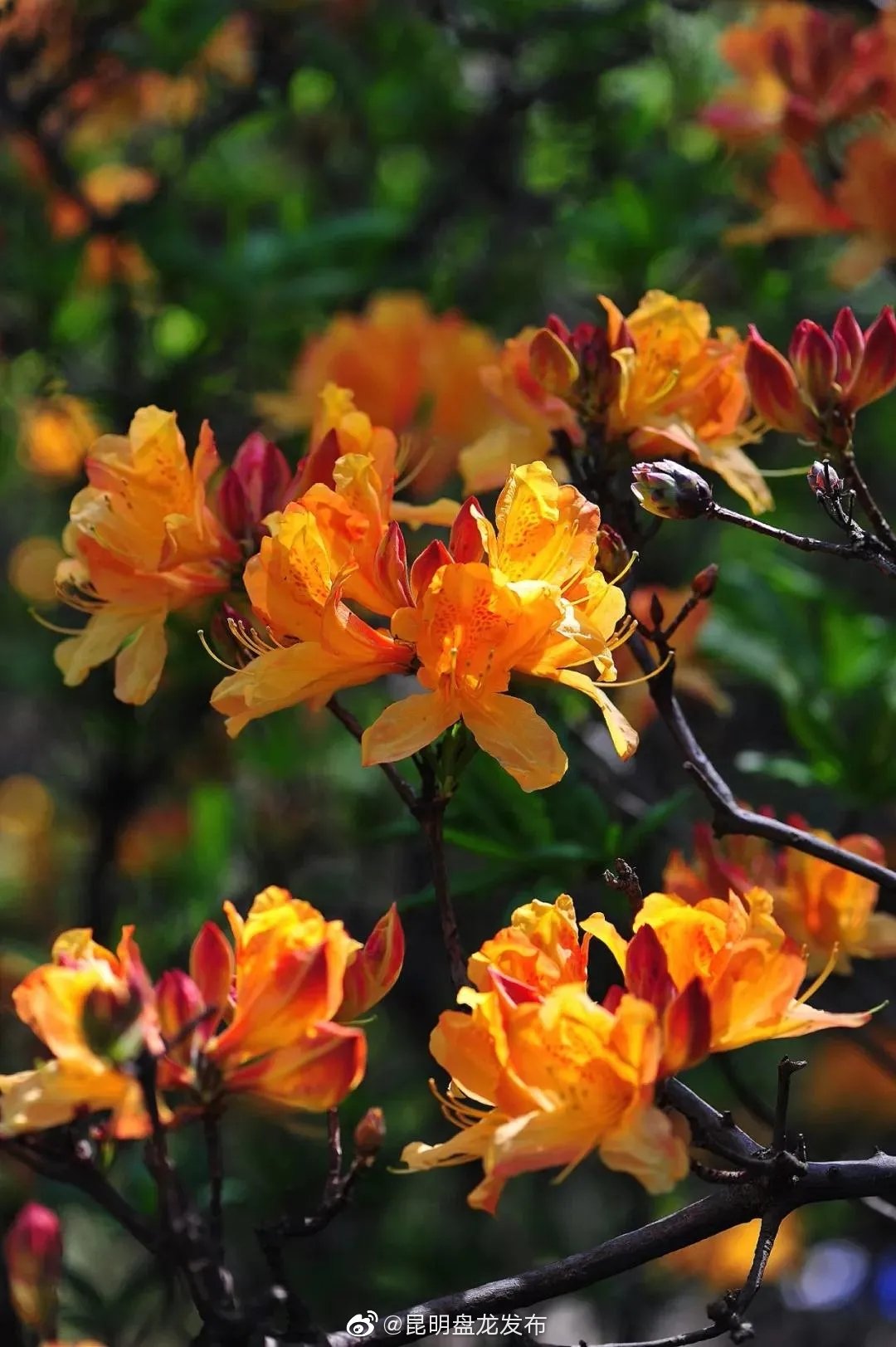 “昆明盘龙发布”微博