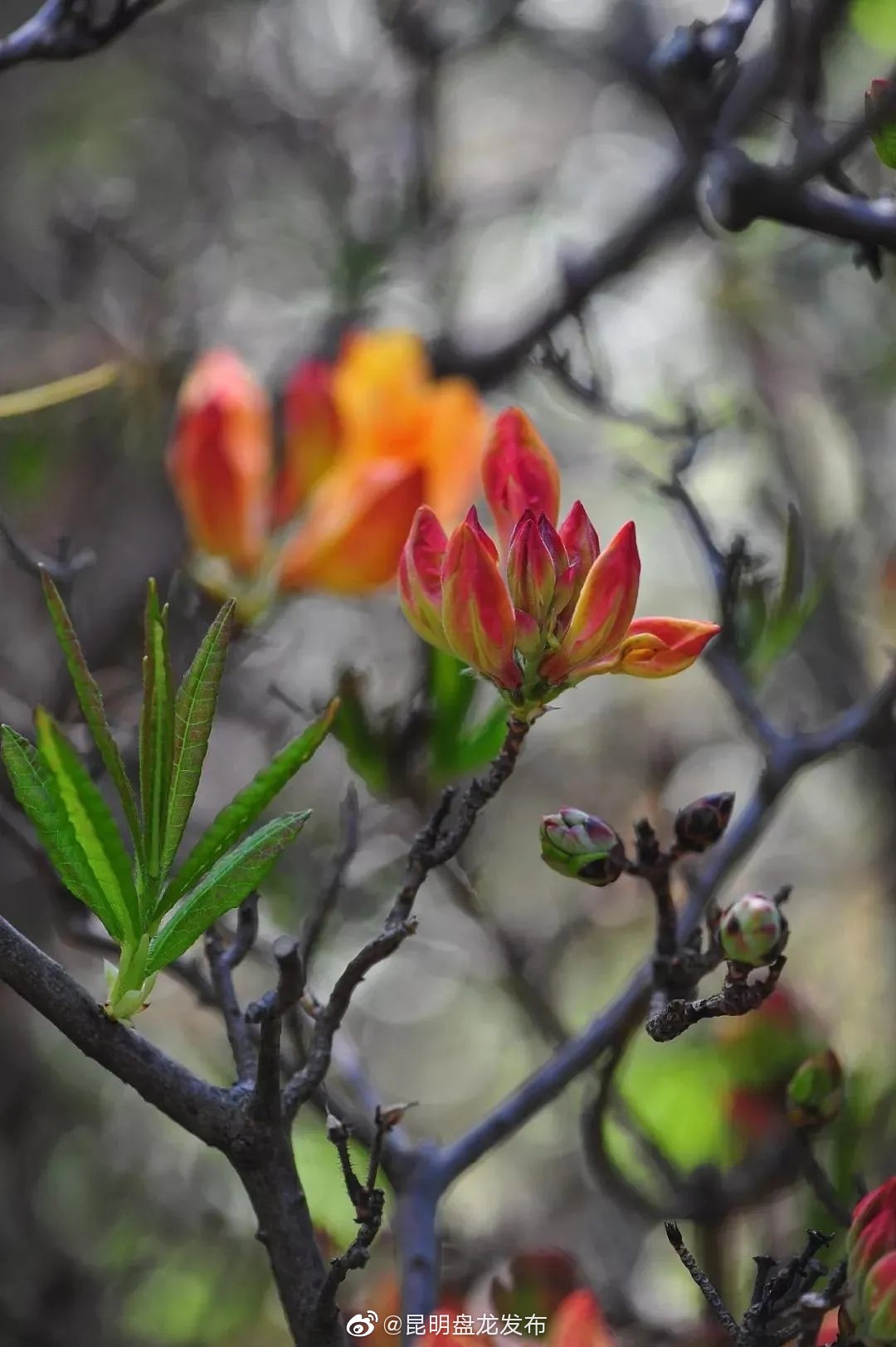 “昆明盘龙发布”微博