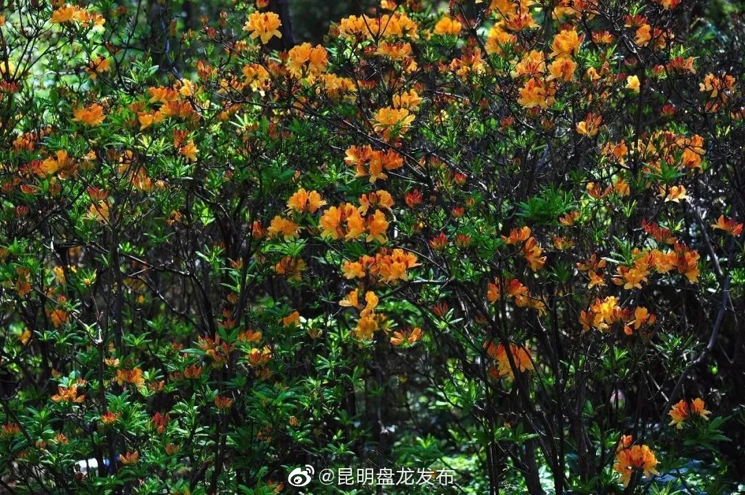 “昆明盘龙发布”微博