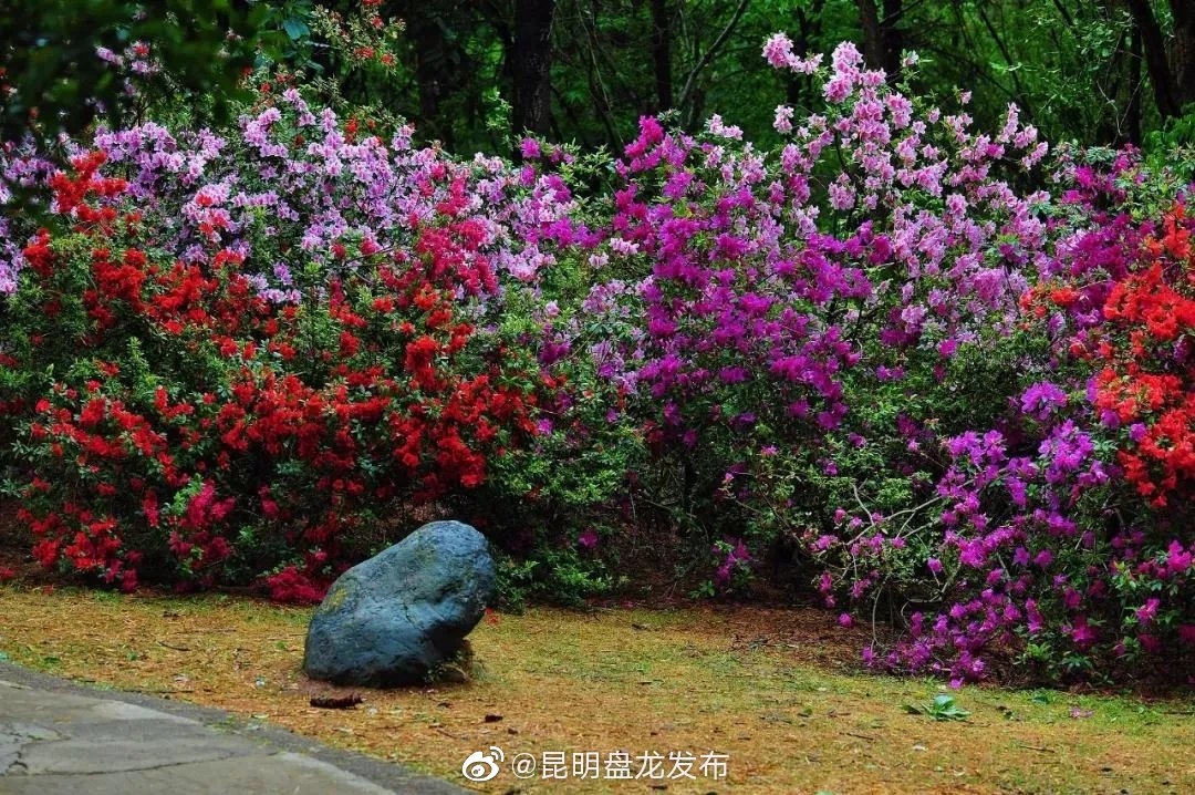 “昆明盘龙发布”微博