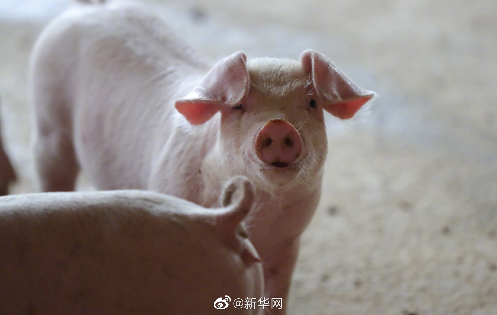 发改委：预计今年CPI能保持在全年物价调控目标以内