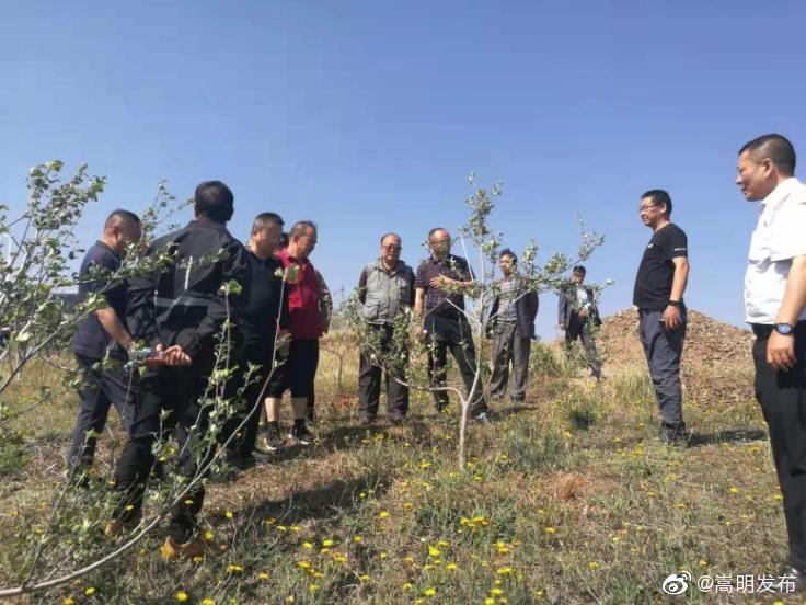 云南省果树专家指导嵩明苹果树管理