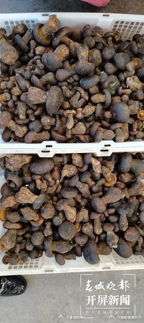 @昆明人，野生黑牛肝上市2小时被抢光！180元/公斤