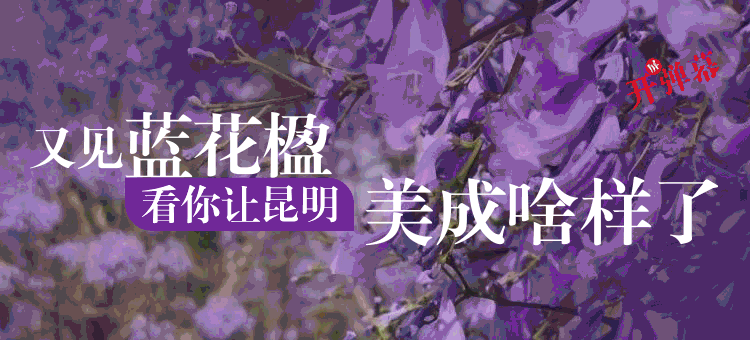 又见蓝花楹，看你让昆明美成啥样了