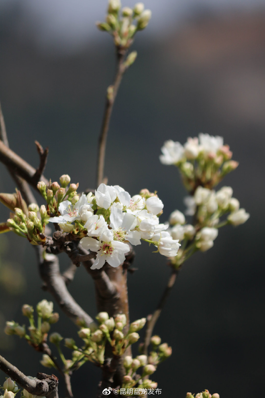 “昆明盘龙发布”微博