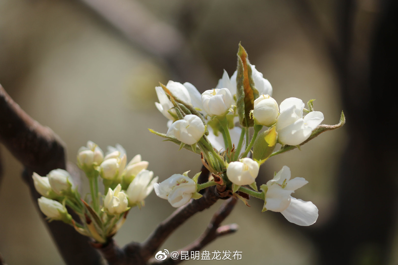 “昆明盘龙发布”微博