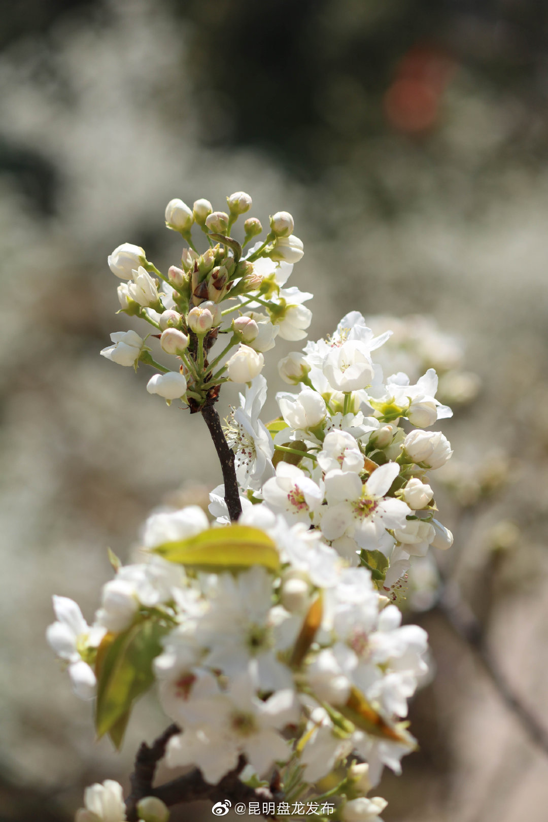 “昆明盘龙发布”微博