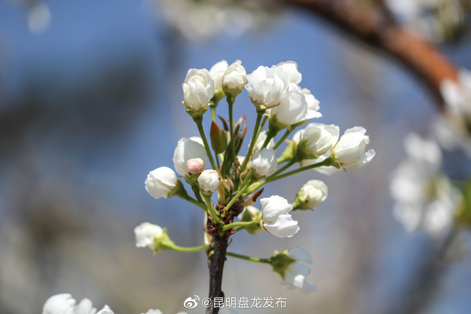 “昆明盘龙发布”微博